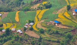 झ्याजेटोलबाट ७० लाख बराबरको तरकारी निकासी